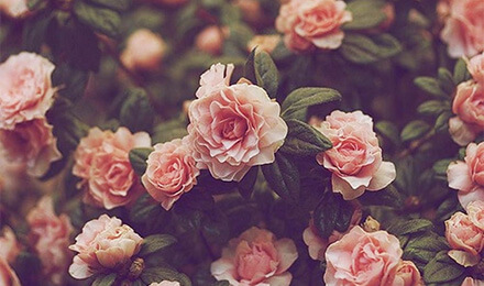 Flowers Aesthetic Wallpapers